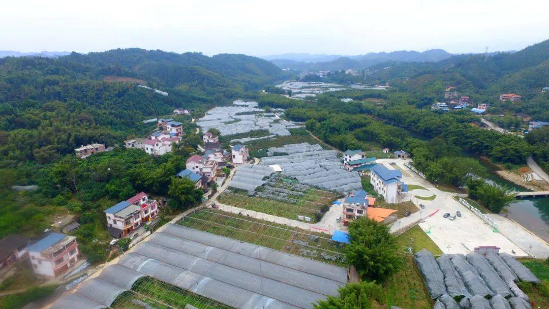 工作动态融安县提升乡村形实魂高质高效促振兴