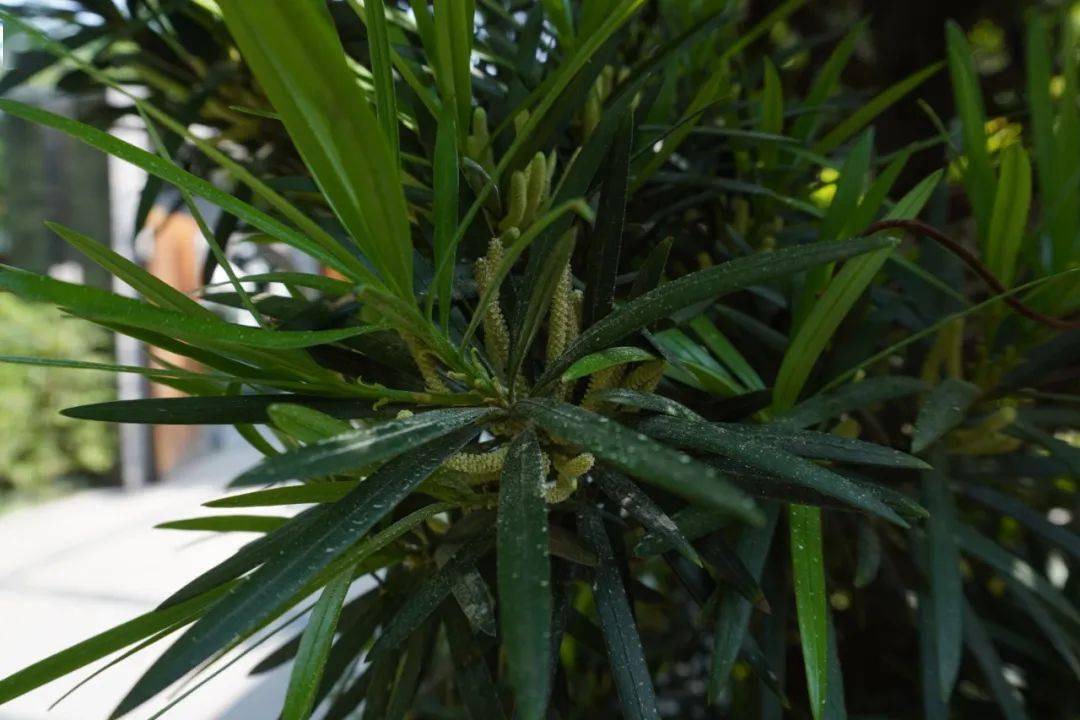 公園城市花粉指數第四期