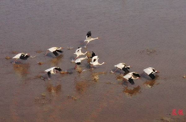 大批珍稀越冬候鸟“定居”鄱阳湖