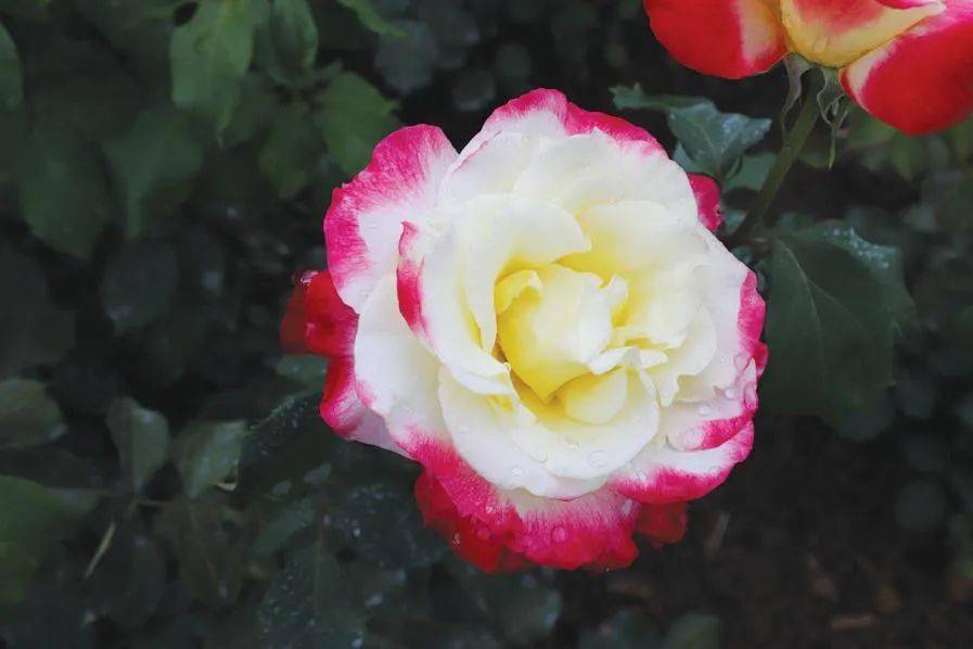 惊艳南阳明星月季图鉴