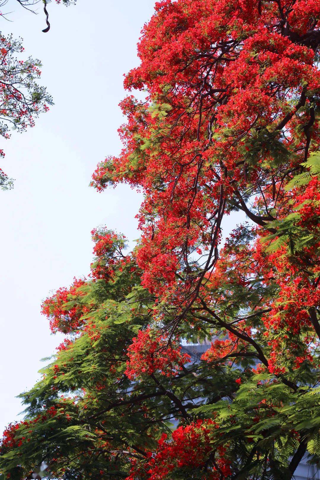 鳳凰花開 東區的這些地方