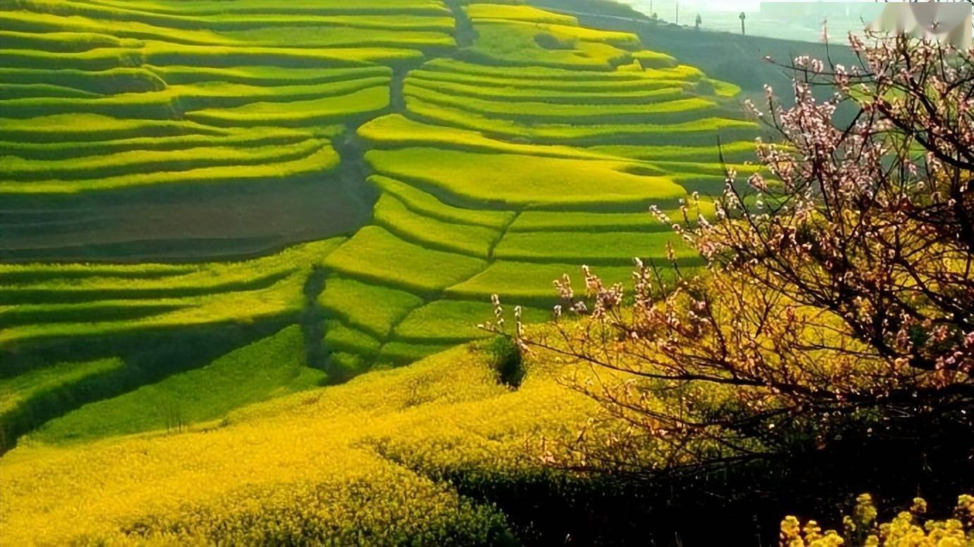 罗平马街,高山梯田油菜花,因在高山上开得比较晚,有着特殊风貌_马街
