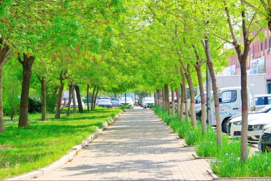 行道树下马莲绽放,庆云打造最美城市风景线_庆云县_综合_种植