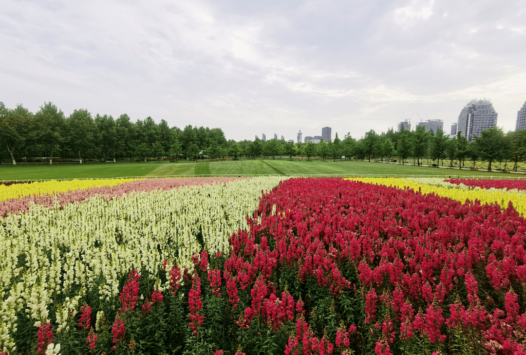 4000平方米七彩花田惊艳绽放