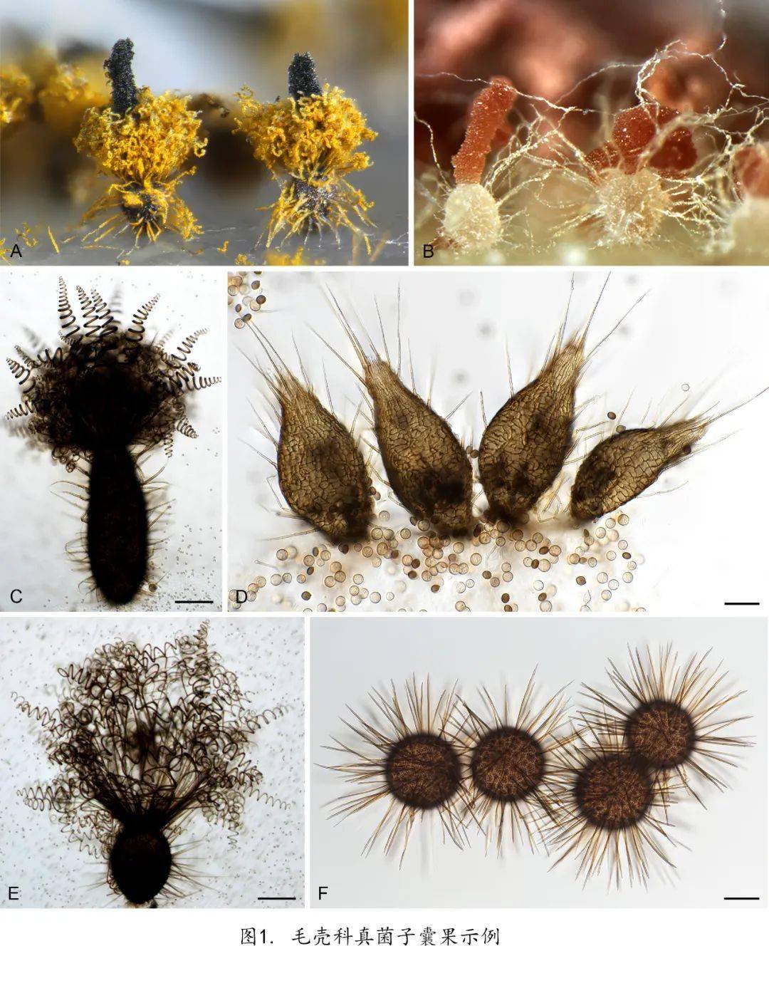 十年磨一劍中科院微生物所建立了毛殼科真菌的現代分類系統