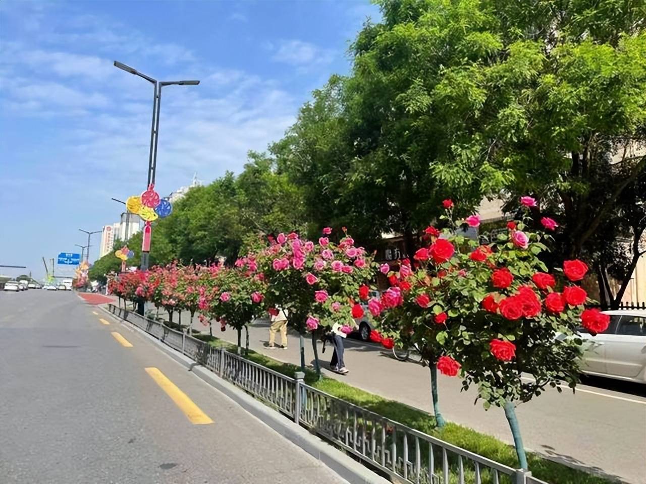 西安长安街头鲜花"路"放 绘就诗意画卷_城市_道路_金堆城小区