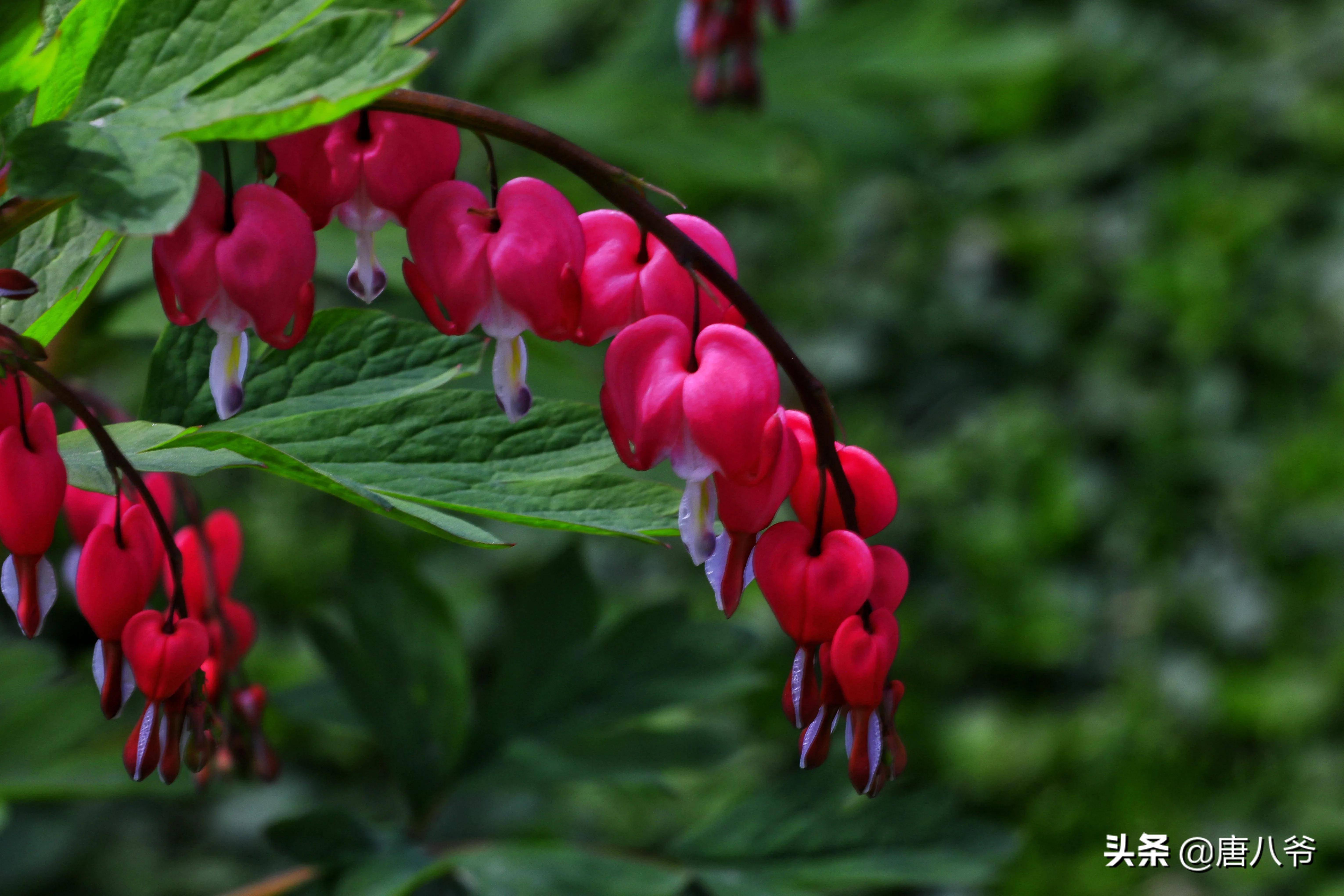 荷包牡丹挂在枝头的红心
