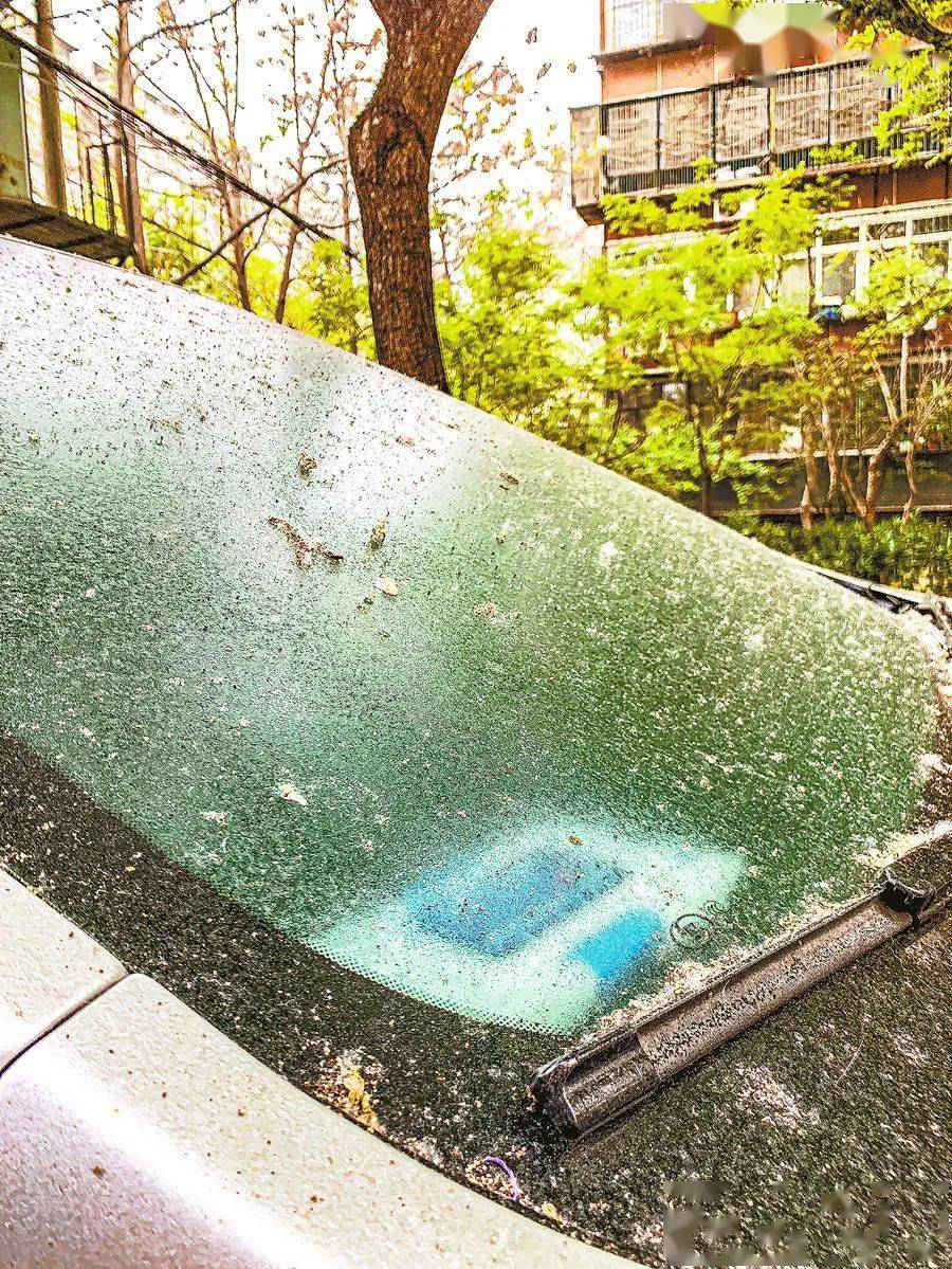 怎么对付黏车的树胶