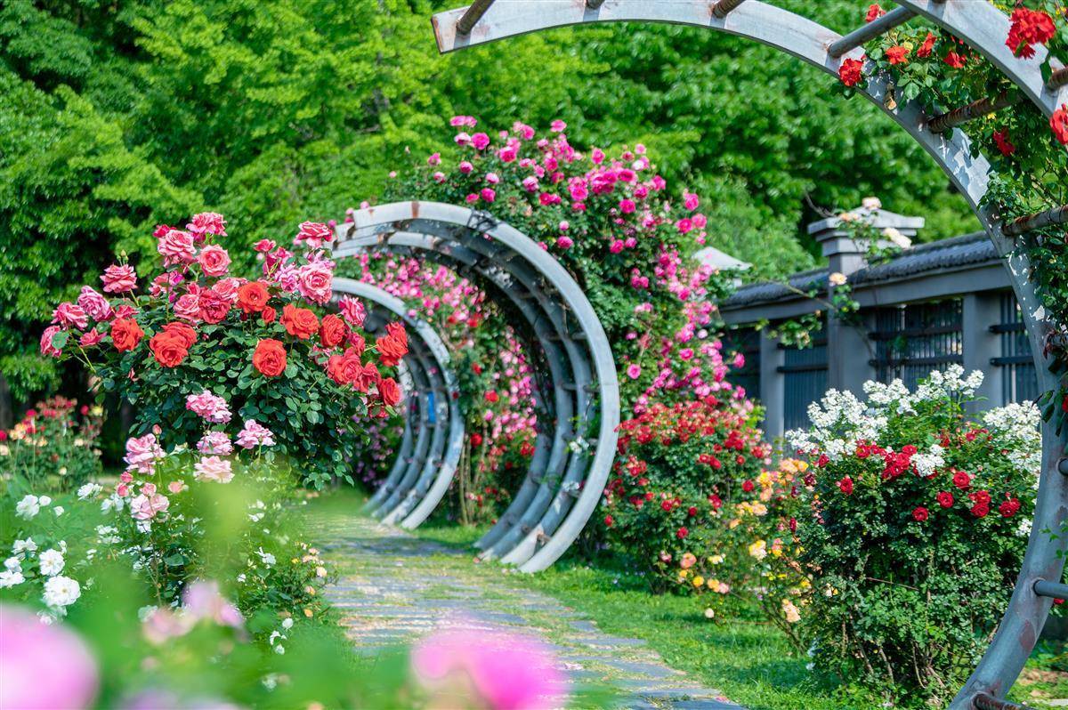 浪漫满分!五一,在武汉植物园邂逅"诗和远方"