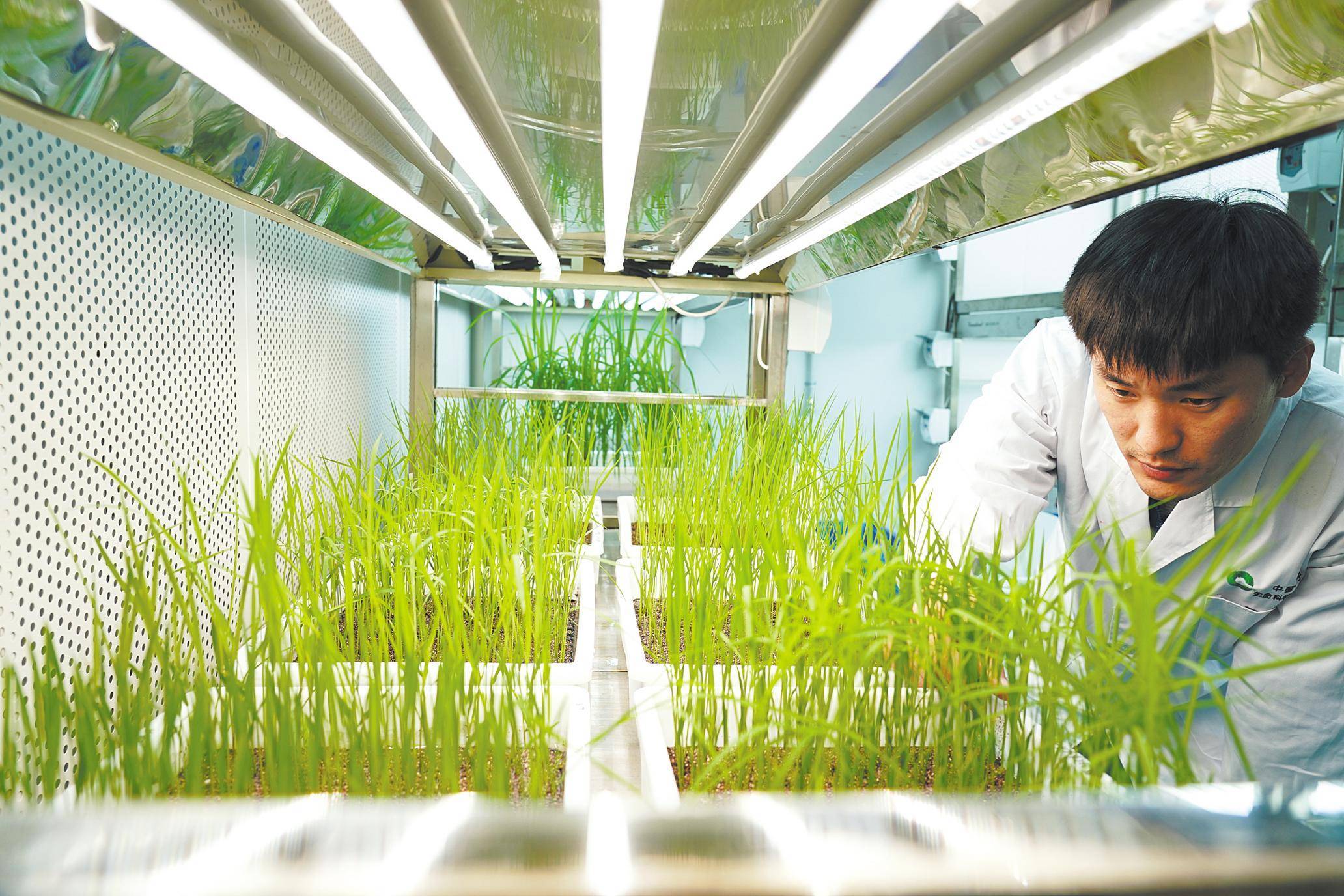 光谷育种"候鸟"_繁育_水稻_中国