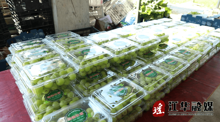 阳光玫瑰葡萄建园与种植当年管理技术