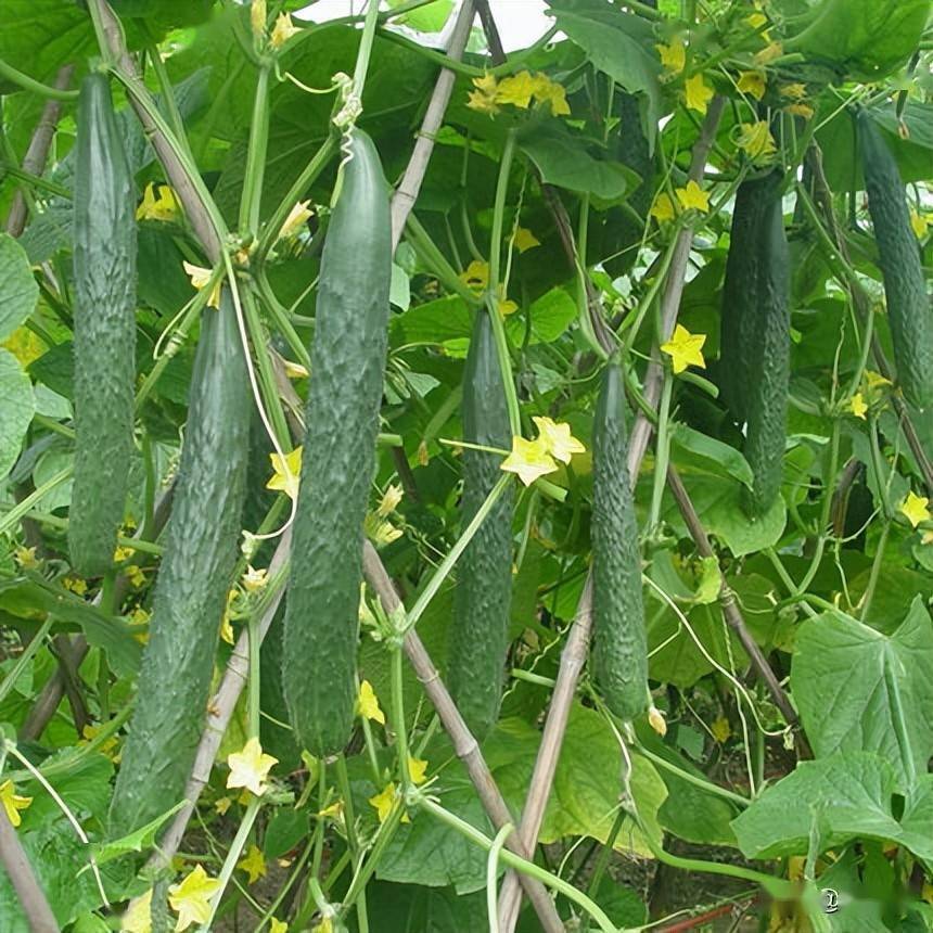 黄瓜栽培的现状及其发展趋势_种植_进行_方式