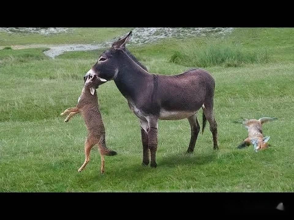 两只狐狸)在听过官员的介绍后,吉特尔森在农场引入了六头野驴作为看护
