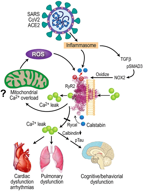 国自然热点氧化应激的10种研究思路下篇