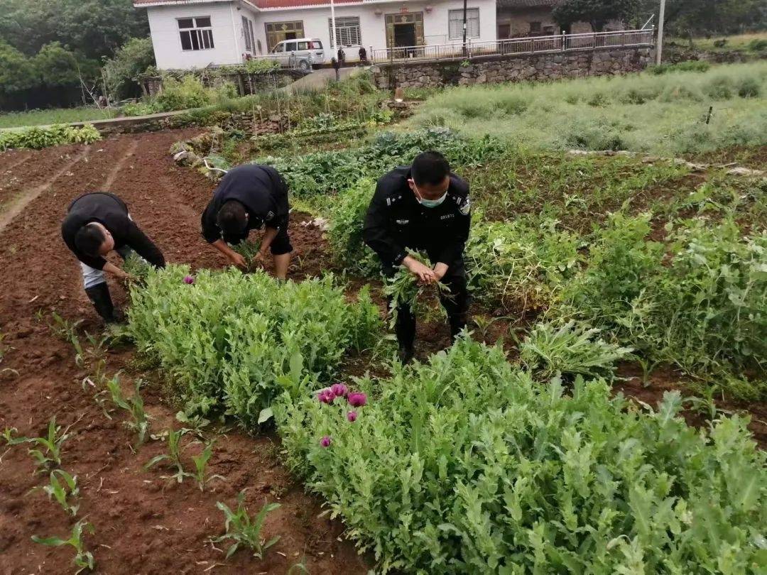 大麻等毒品原植物慈利县严厉打击非法种植罂粟等毒品原植物,发现毒品