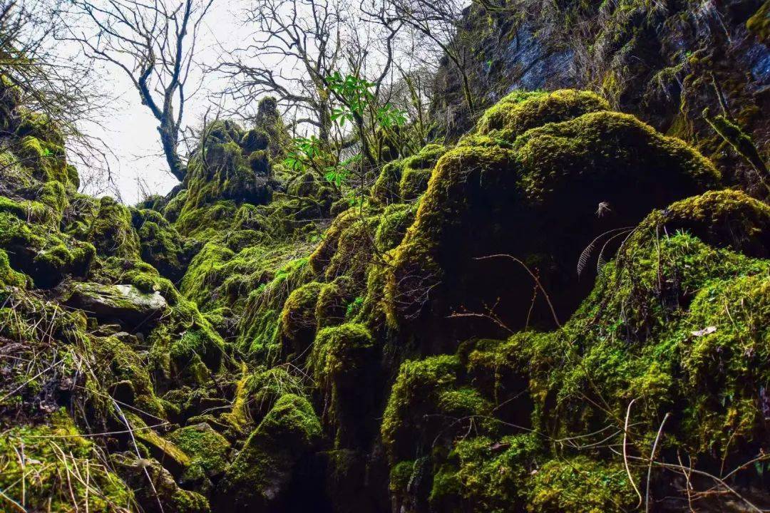惊奇神农架原始森林里的巨大秘密被找到了