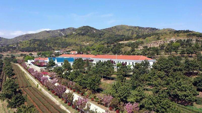 开园啦乳山18万亩茶园进入春茶采摘季