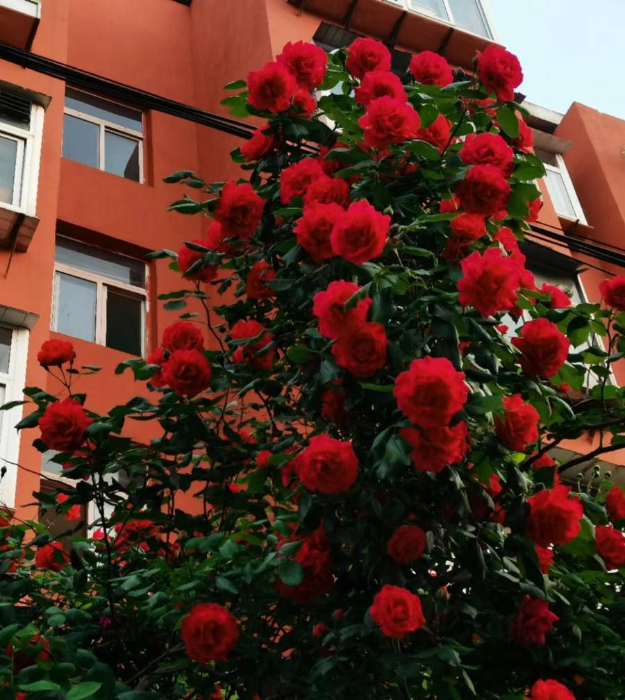 火红蔷薇开正艳