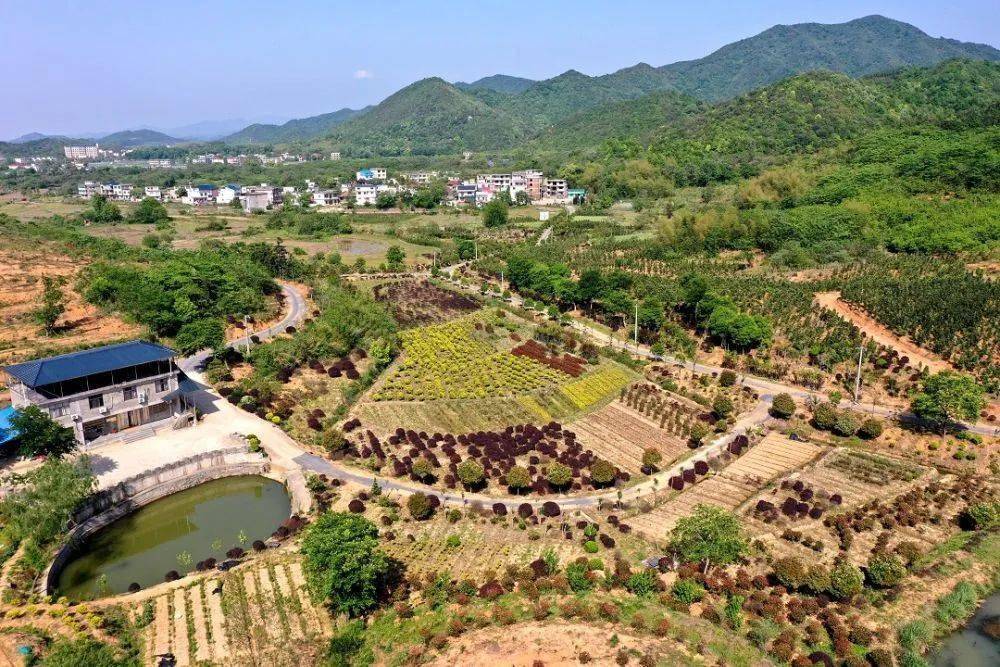 (凌云 摄于4月21日)近年来,彭泽县黄花镇凭借多山多水,丘陵纵横,生态