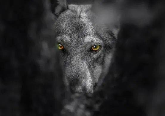 捷克狼犬一种眼睛带着柔情的犬