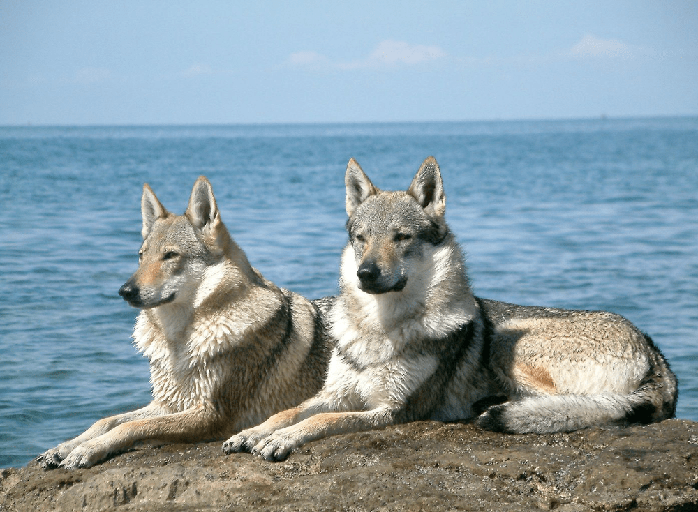 捷克狼犬,一种眼睛带着柔情的犬_繁育_训练_捷克斯洛伐克