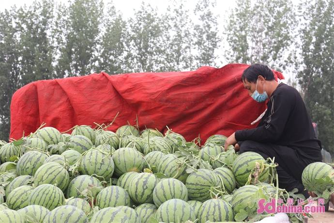 每天销量10万斤 南王店西瓜五一喜迎丰收