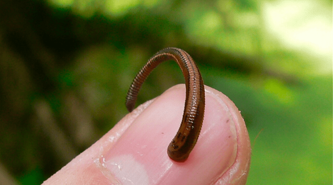 国内常见的山蛭,图片来源,wiki,bernard dupont山蛭依靠寻找二氧化碳