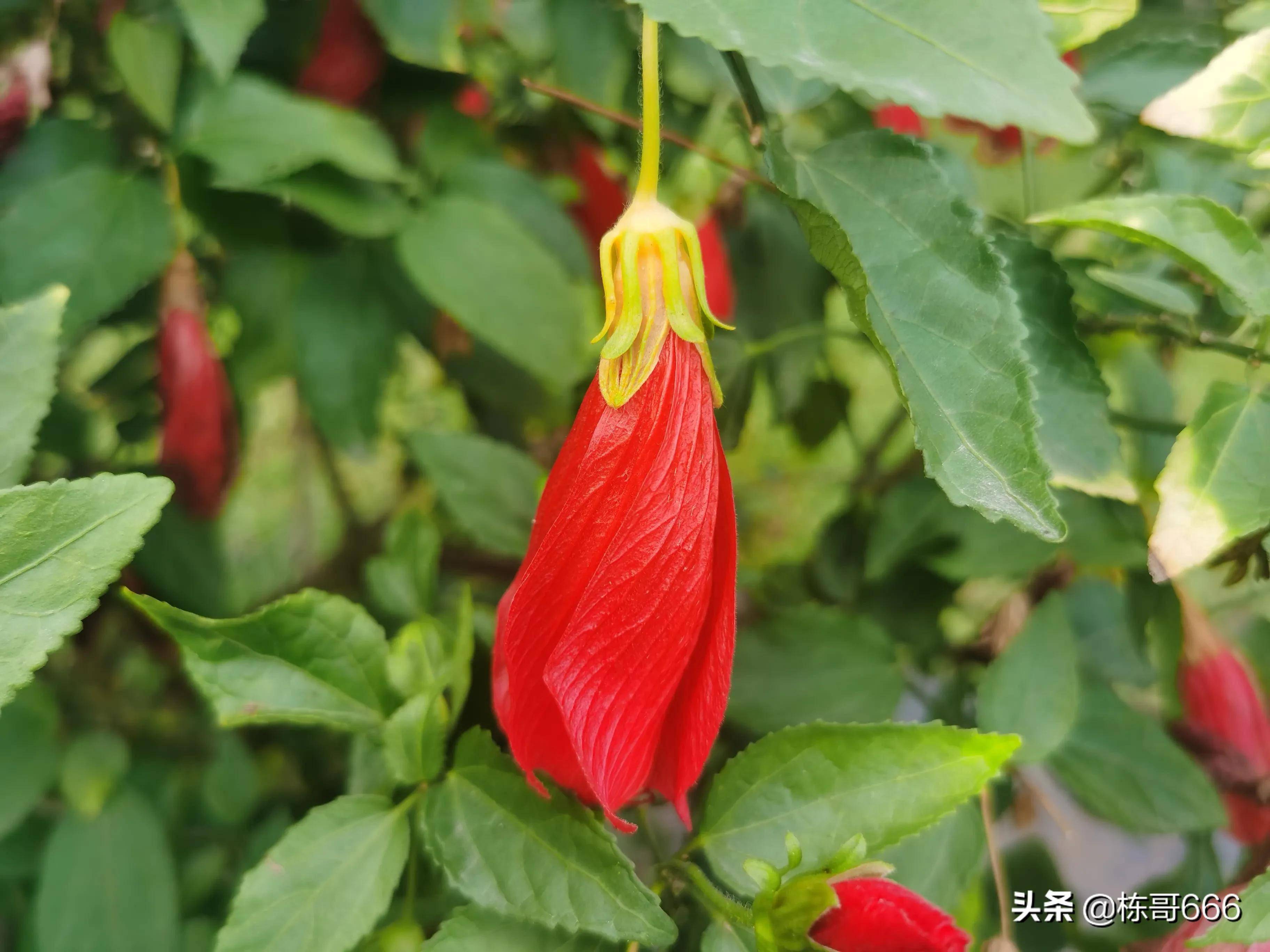 深圳公園花朵隨拍一垂花懸鈴花