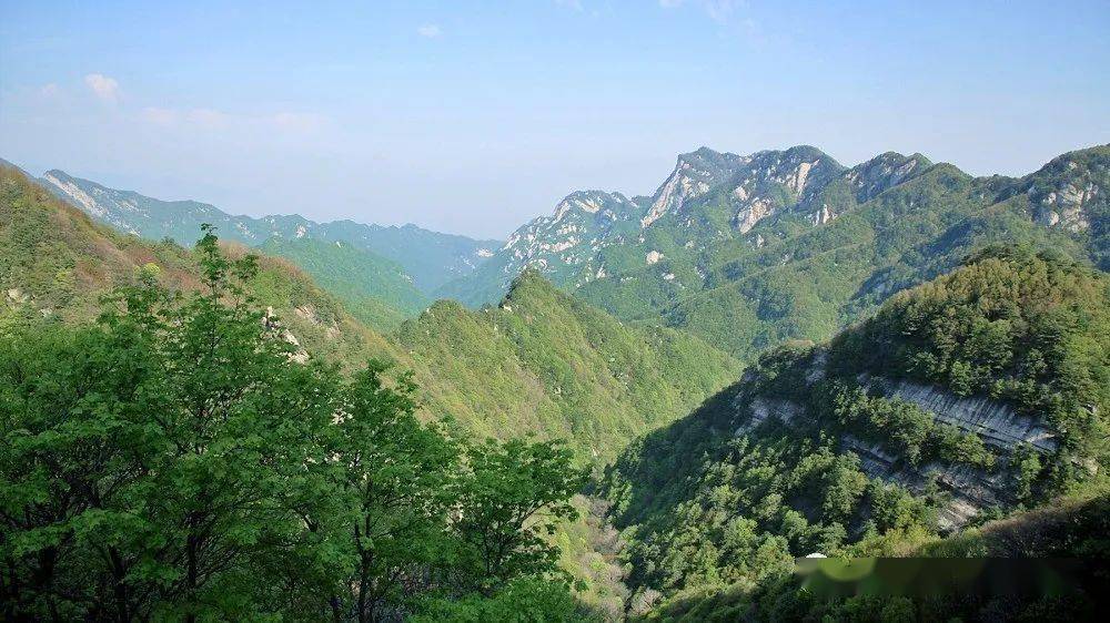 河南小秦岭灵宝高山杜鹃花开正艳