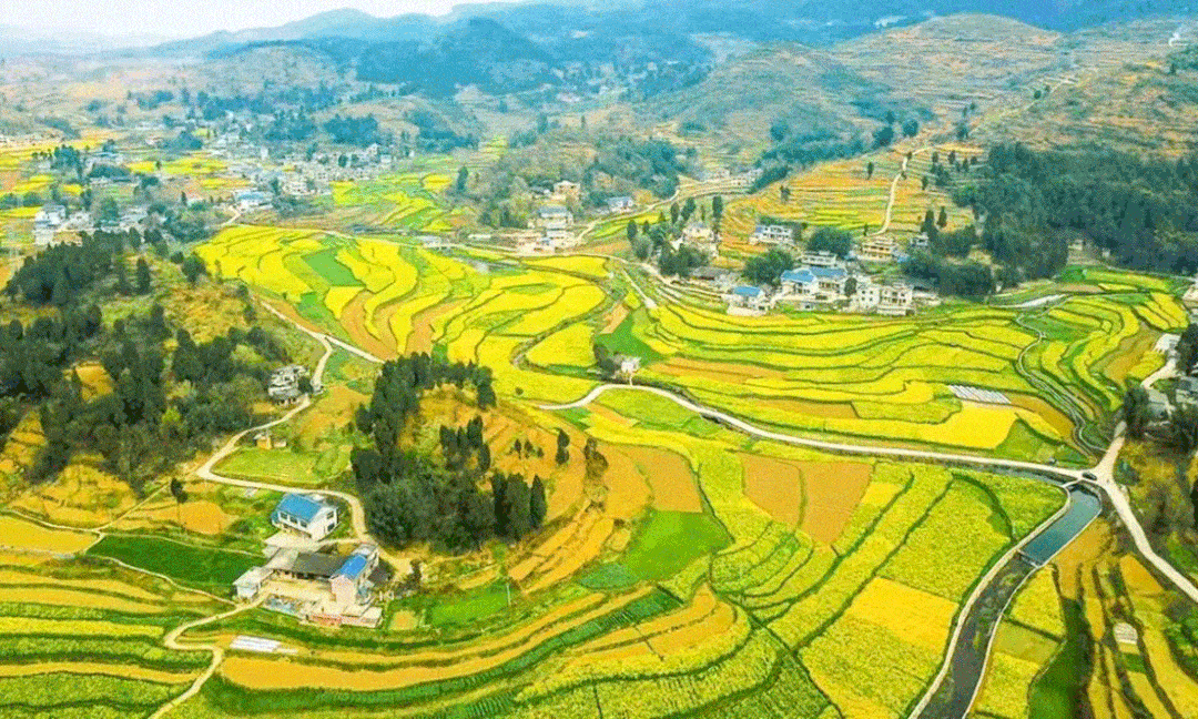 茅栗镇稻油产业提档升级全力助推乡村振兴