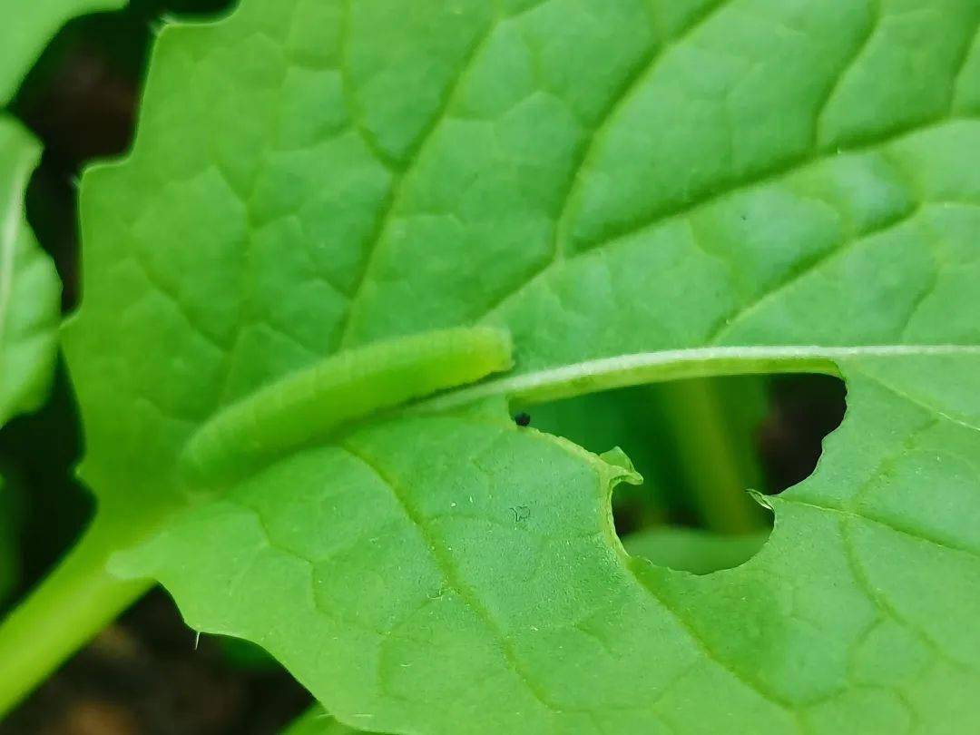 在老家,每只小黑蜘蛛都是一个魂魄 | 三明治_辣子_虫子_毒性