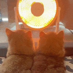 丨第385期喵表情包_猫咪_猫群_tou