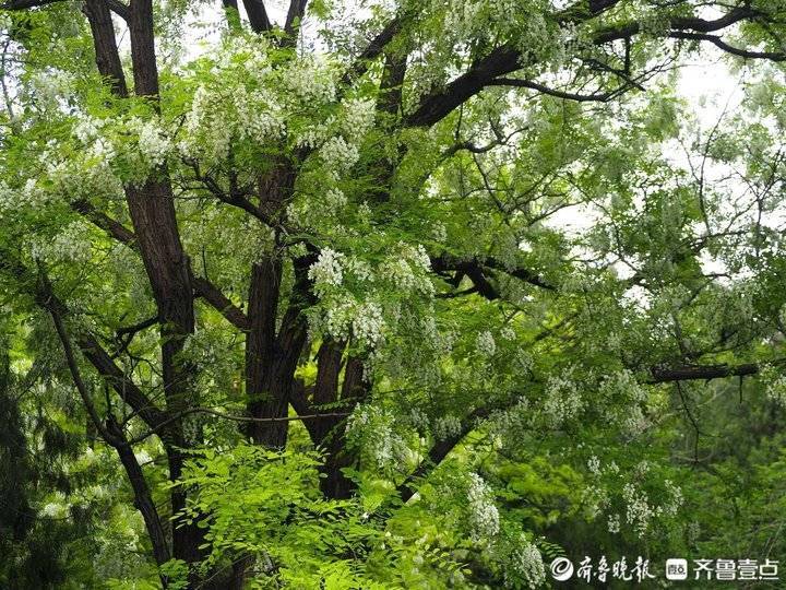 济南佛慧山老槐树满树白花甜香醉人