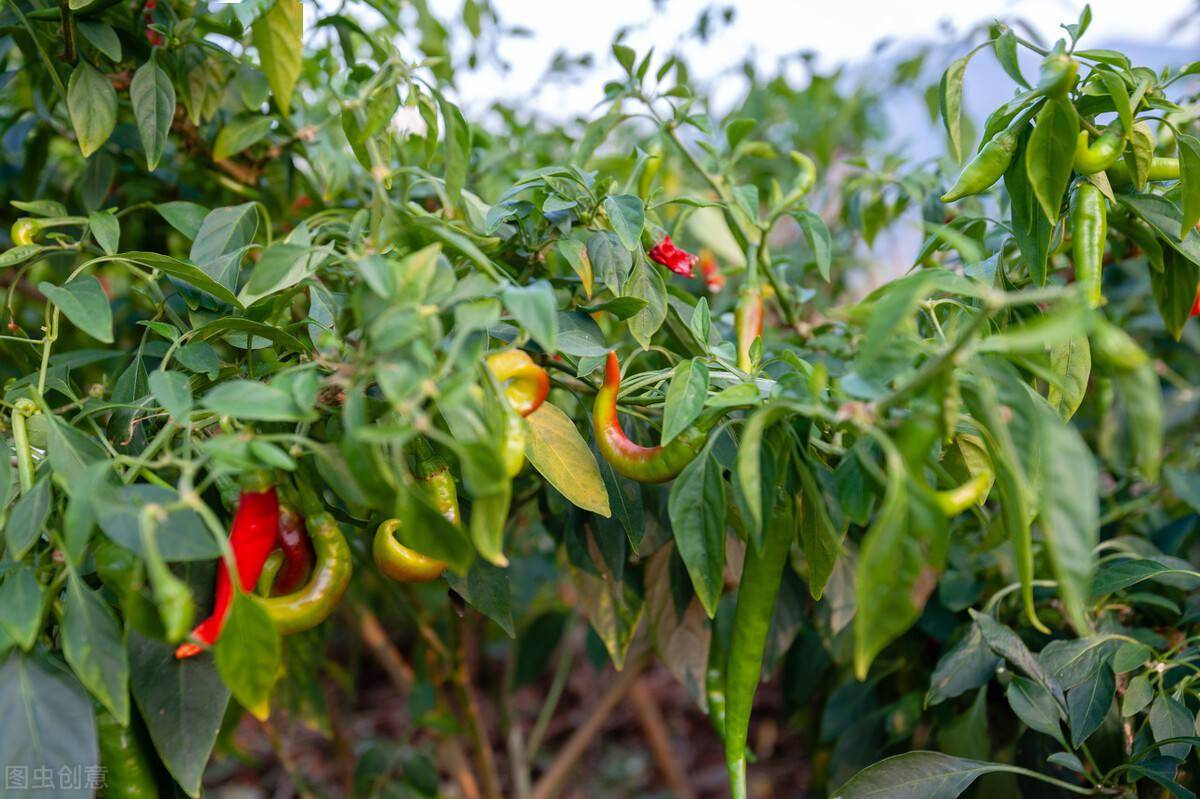 67辣椒秧能长成辣椒树,年年结辣椒,是真有其事,还是道听途说_植株