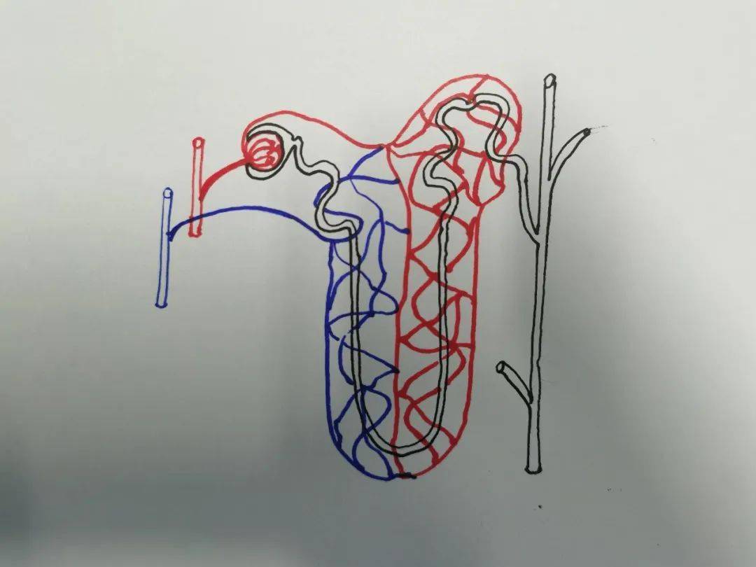 需要手绘者对肾单位的结构图了然于心,建议先绘制肾动脉和肾小球,然后
