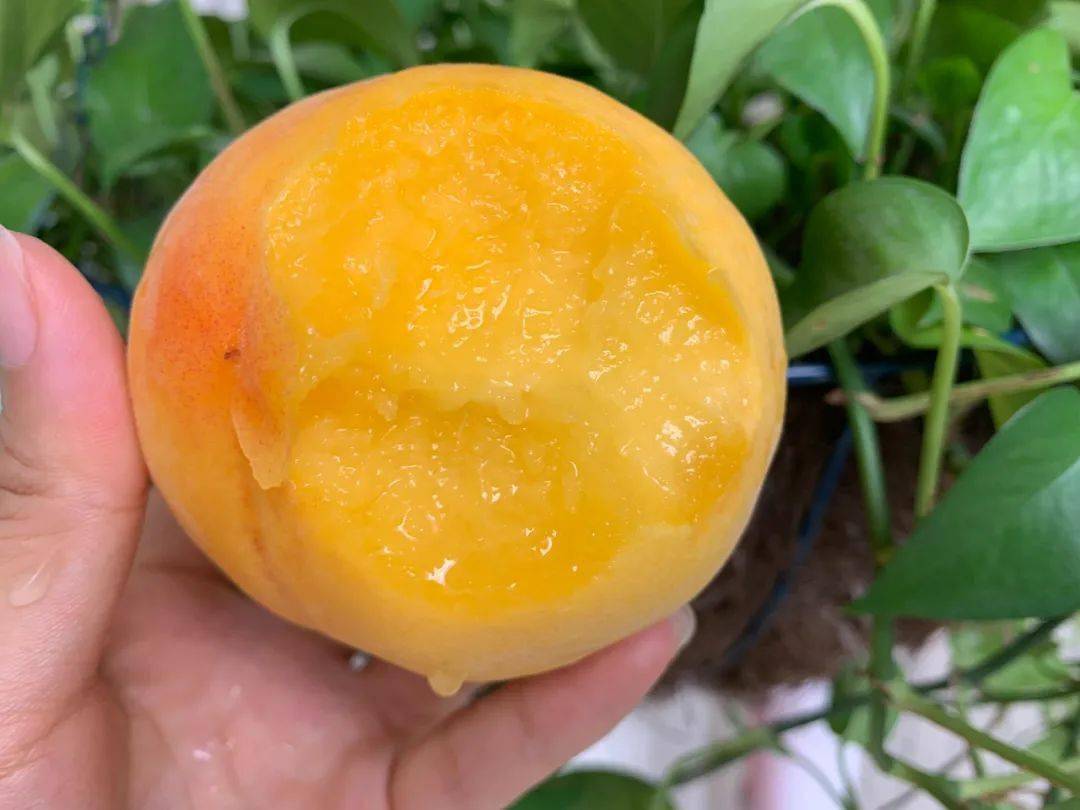甜到炸裂头茬蒙阴黄金油桃不打药不催熟树上摘下就嘬一口鲜桃甜汁
