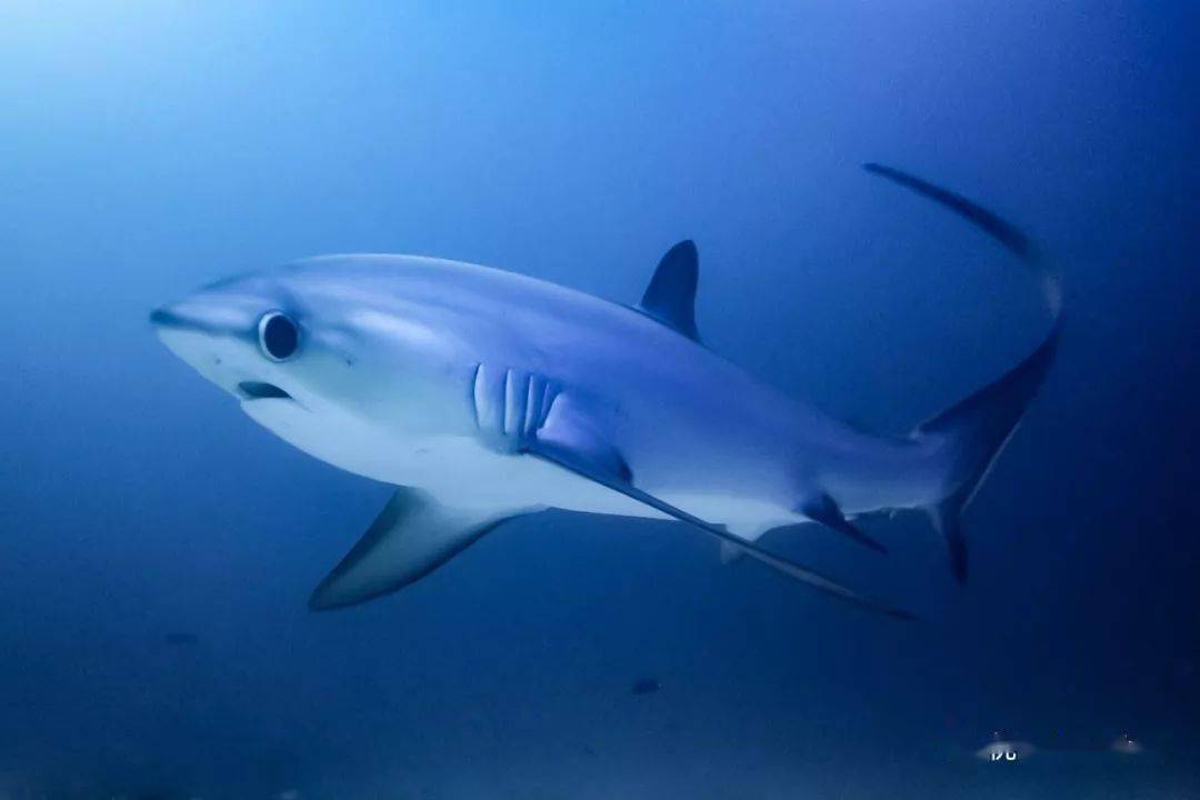 菲律宾妈妈岛 | 我和马拉帕斯卡长尾鲨有约,鱼兄弟潜店组合套餐(2022.