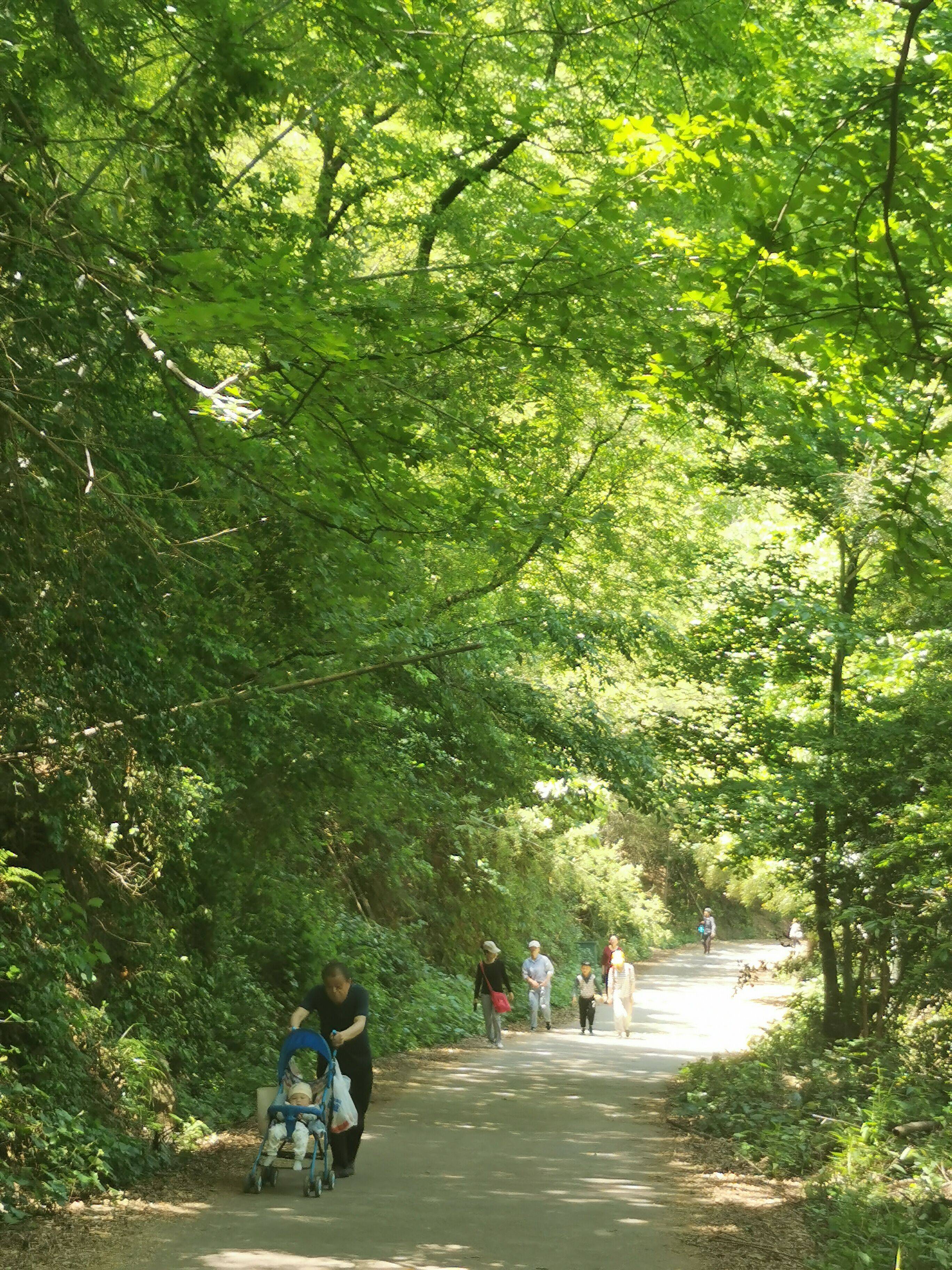 益阳市寨子仑风景区图片