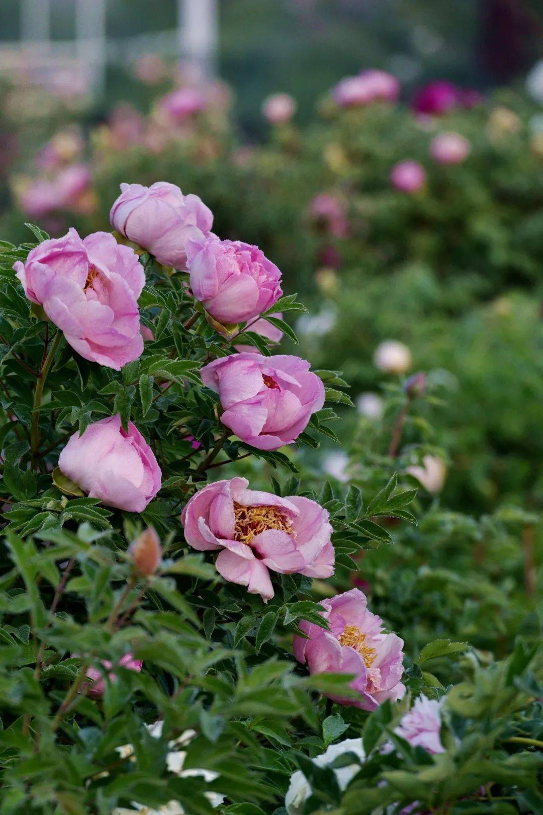 临洮摄影家镜头中的牡丹芳容_梁建_国鹏_李亚宏