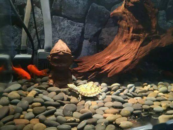 千万不要怀疑跟着水族圈来看龟龟造景