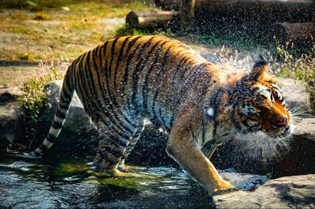 寧波雅戈爾動物園一定不要錯過,夏季帶