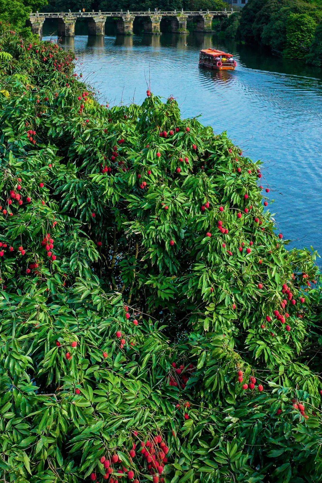 哲理转发这就是莆田96莆田荔枝千年荔树千年荔城