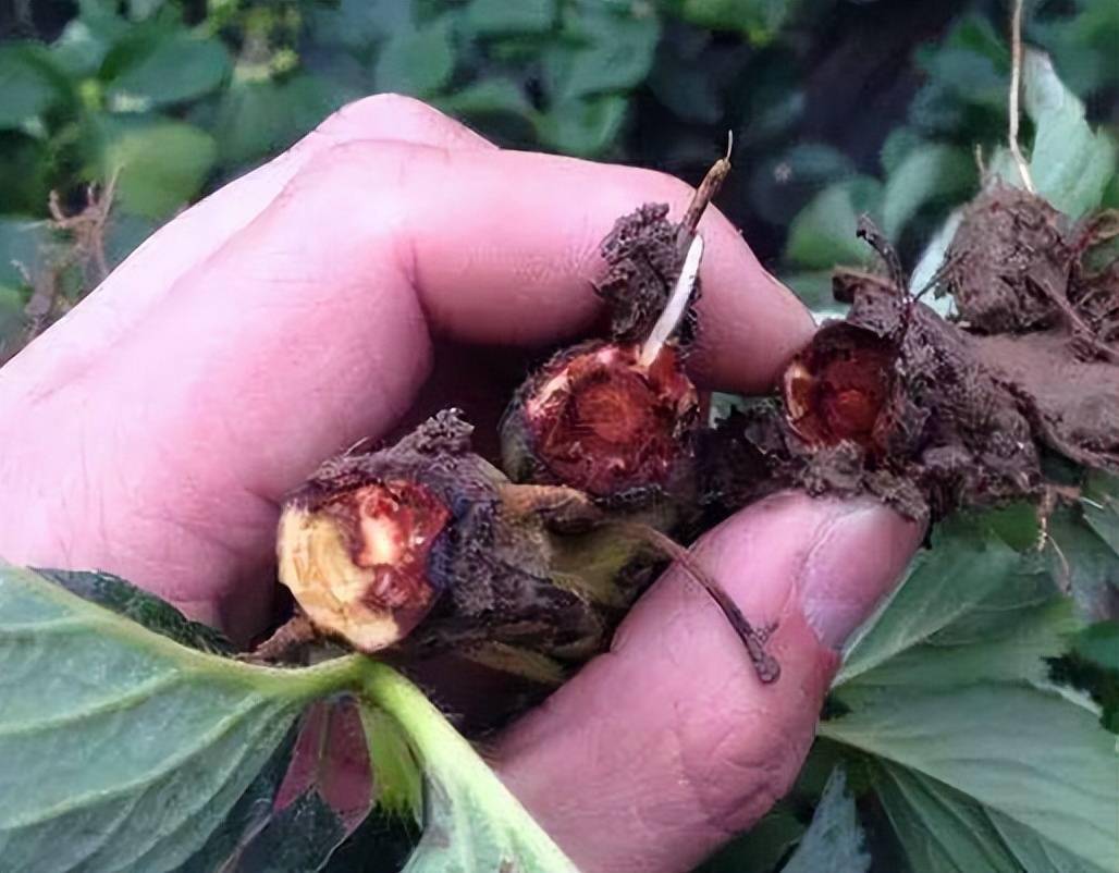 草莓苗期太多病害这些防治方法手把手教你