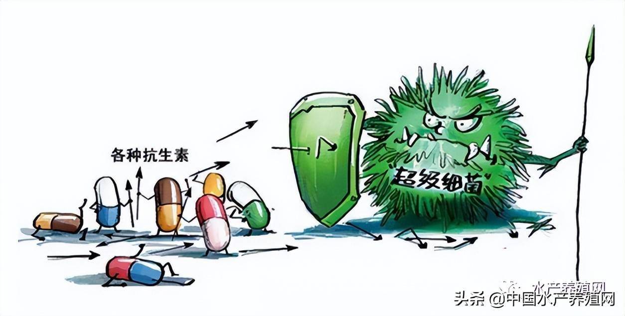 滥用抗生素危害无穷，无抗养殖任重道远！如何让中药承担替抗？