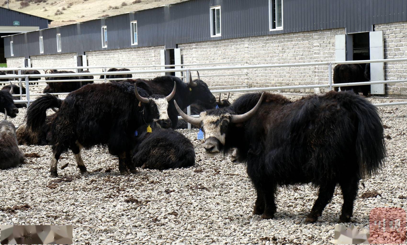 从三笔账看阿坝州红原牦牛养殖如何实现多赢