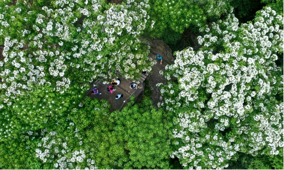 行走在五龙山中,满山遍野的桐花竞相绽放,一簇拥着一簇,一朵紧挨一朵