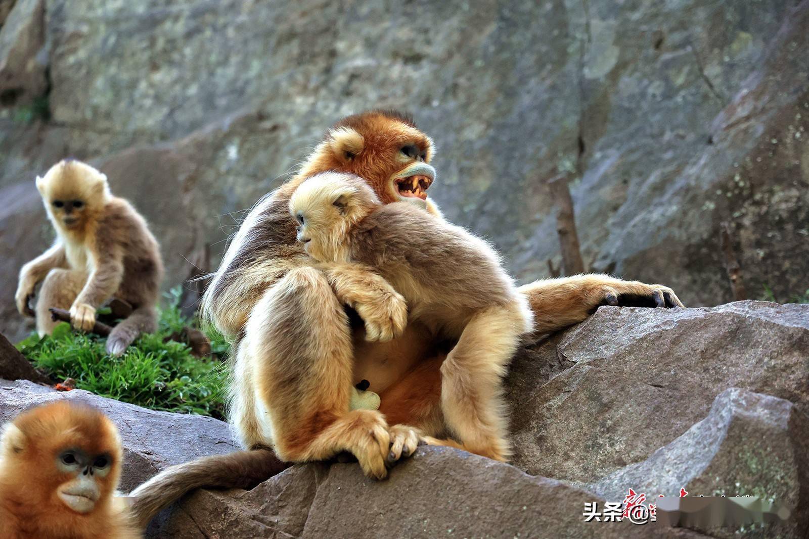 陇南川金丝猴栖息地野生动物种群不断扩大