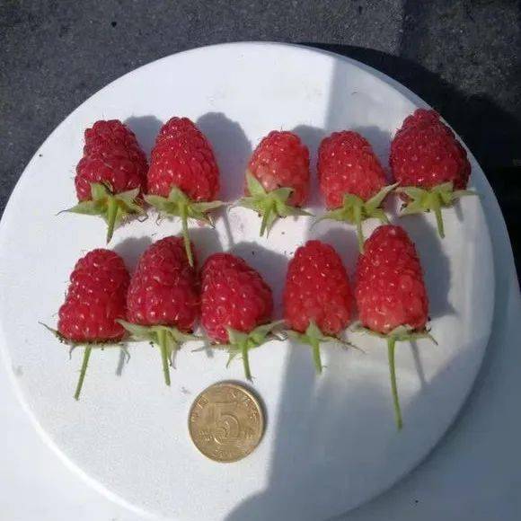 波尔卡红树莓双季大果品种口感好硬度高耐储存产量高