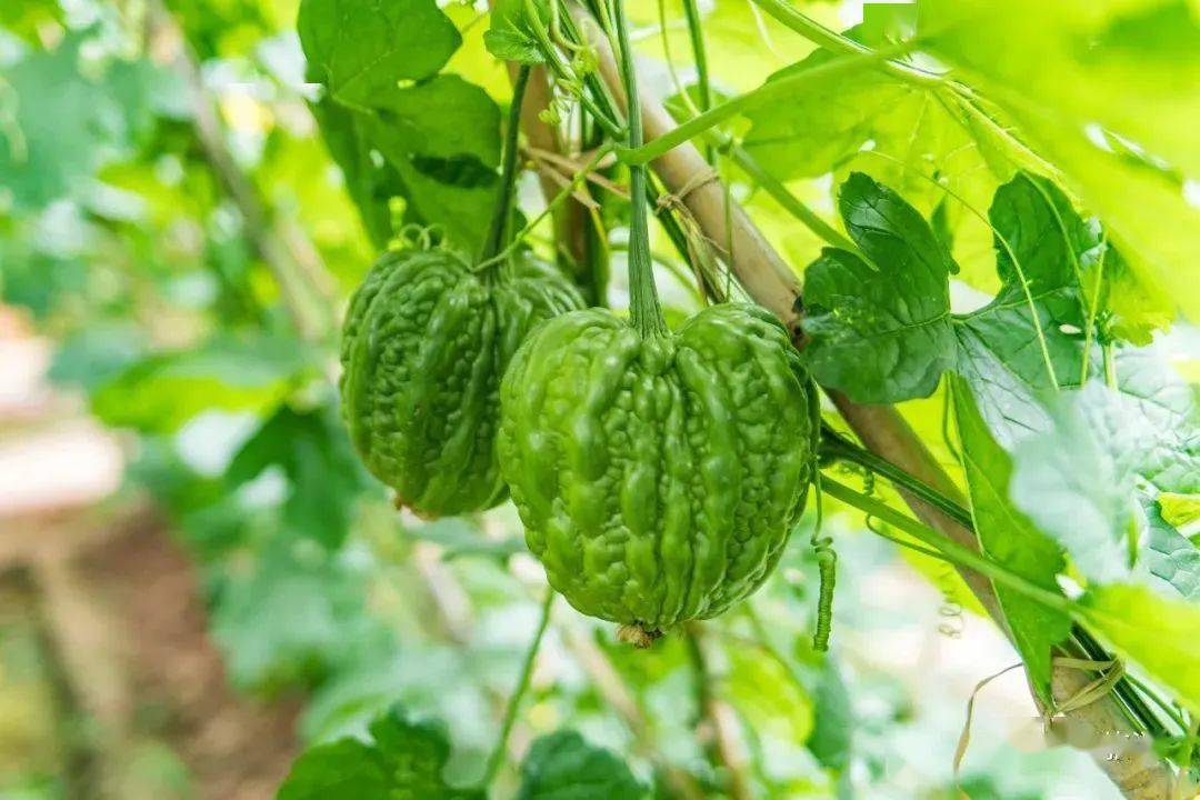 大顶苦瓜上市开食