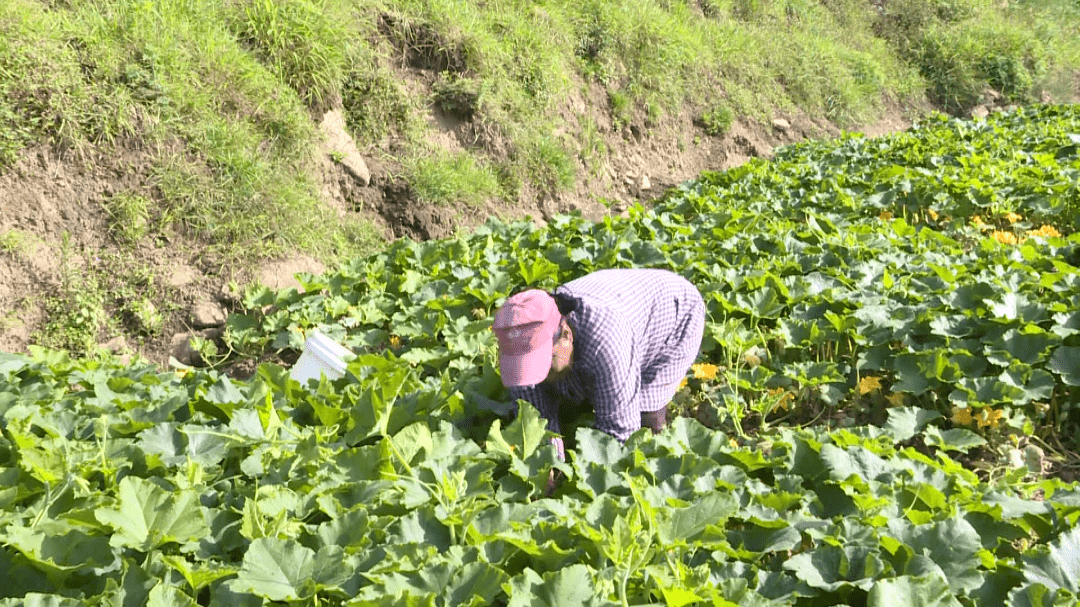 龙武镇:姜柄瓜喜获丰收~_种植_石屏县_收入